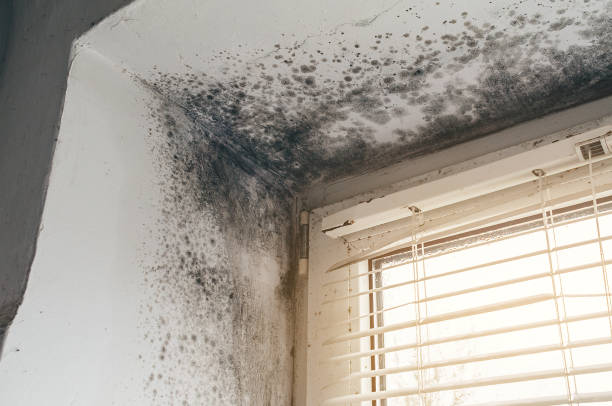 Trusted Attic Mold Removal service in Richwood, NJ - Cheap Mold Removal